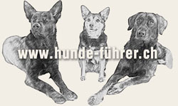 Tierferien und Hundeausbildung Logo